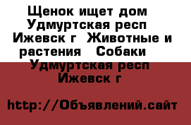 Щенок ищет дом - Удмуртская респ., Ижевск г. Животные и растения » Собаки   . Удмуртская респ.,Ижевск г.